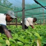 Santé : prévenir le diabète avec une meilleure alimentation locale