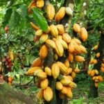 Le secteur de l’immobilier en pleine expansion