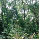 Cameroun : le parlement est convoqué en congrès ce 2 avril